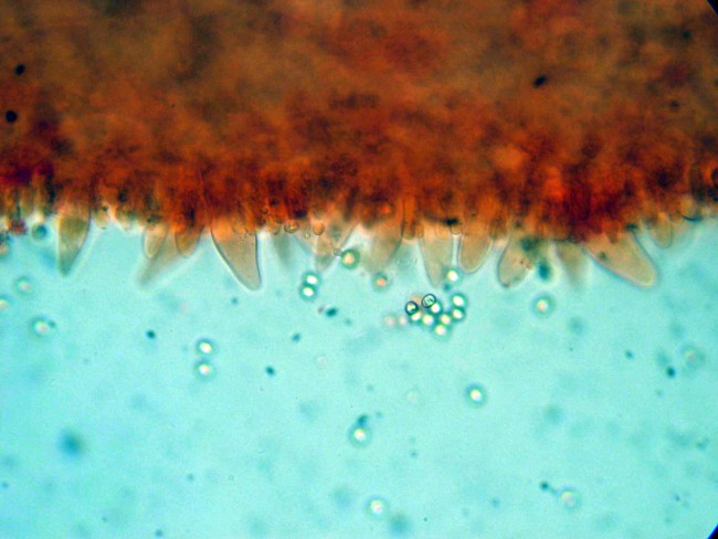 Pluteus secc. Hispidoderma (cfr. P. semibulbosus)